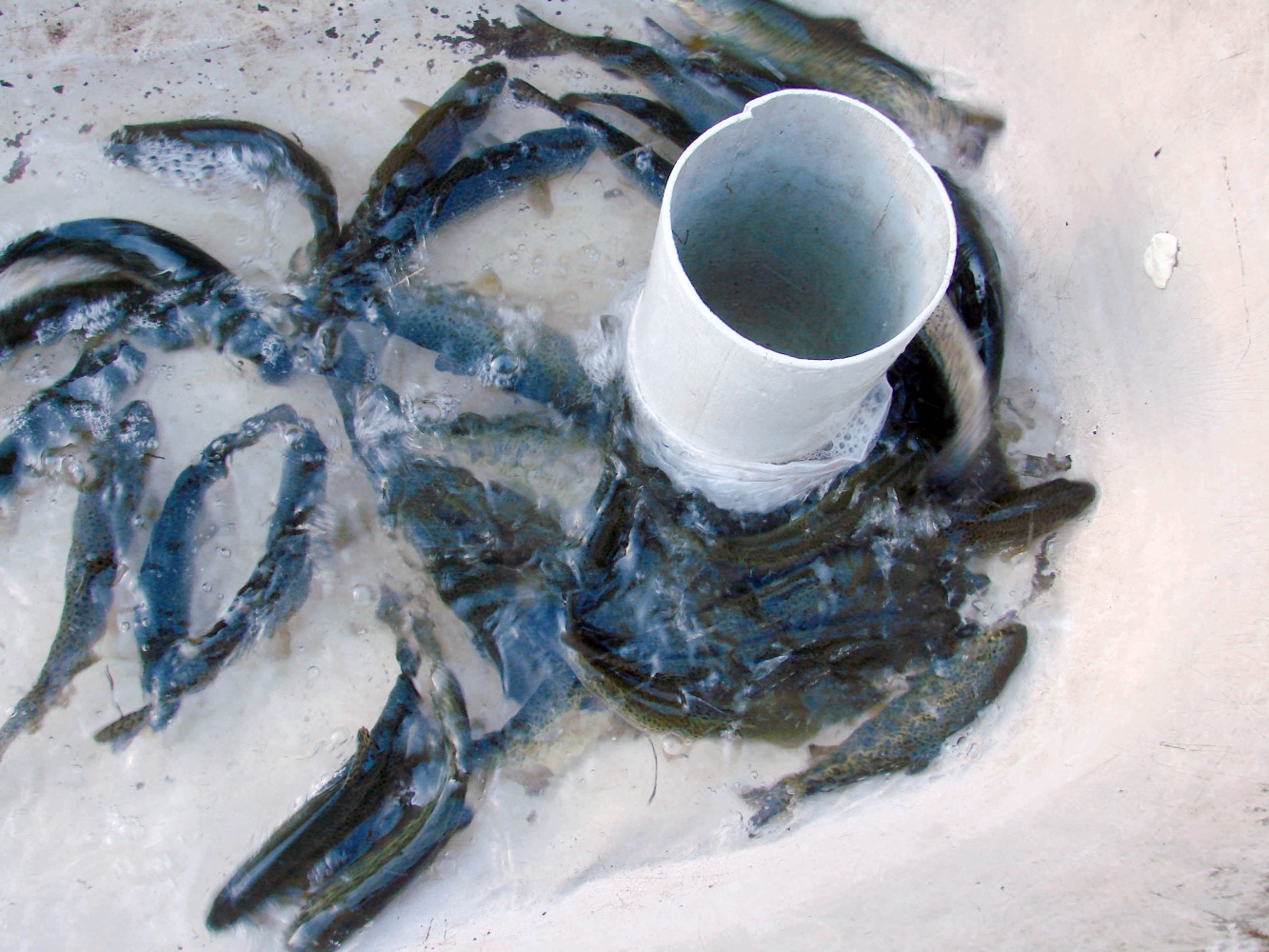 Balıkçılık köylünün geçim kaynağı 4