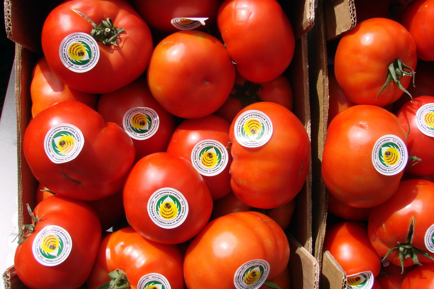 Gümüşhane’de yeni trend: Seracılık 12