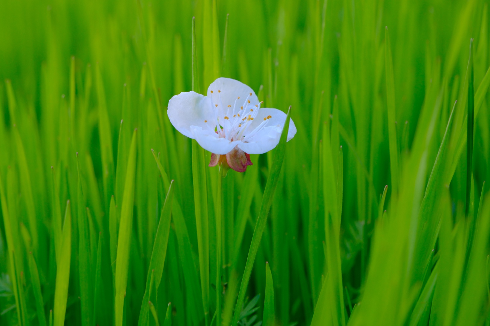 Tarihi mahallede bahar güzelliği | Süleymaniye çiçek açtı 39