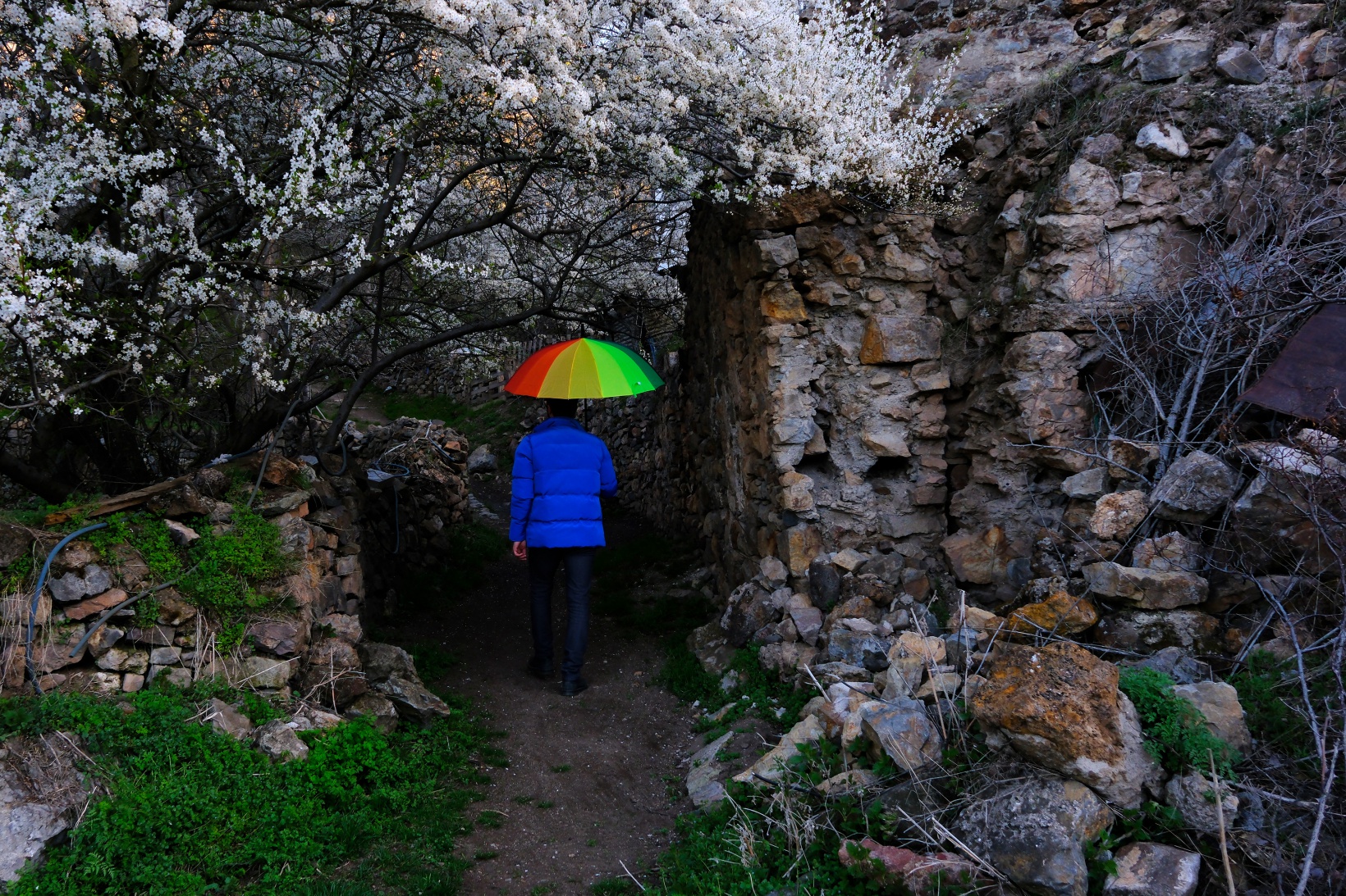 Tarihi mahallede bahar güzelliği | Süleymaniye çiçek açtı 12