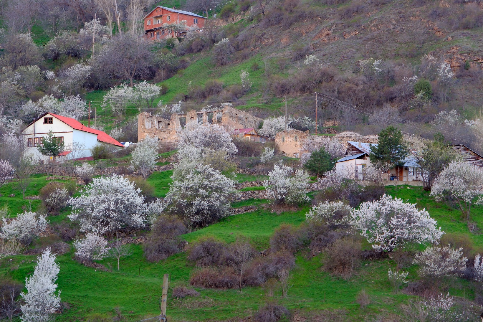 Tarihi mahallede bahar güzelliği | Süleymaniye çiçek açtı 41