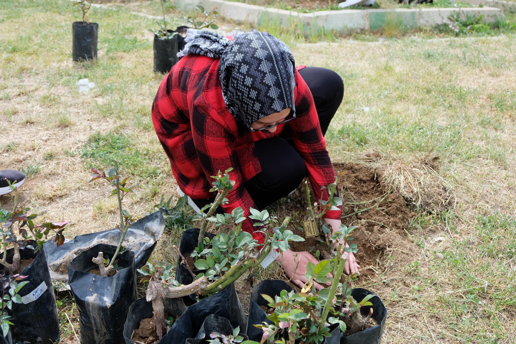 Fen Lisesine 75 gül fidanı dikildi 16
