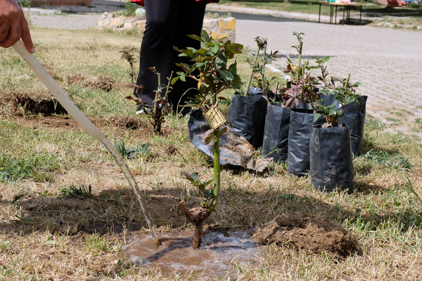 Fen Lisesine 75 gül fidanı dikildi 17