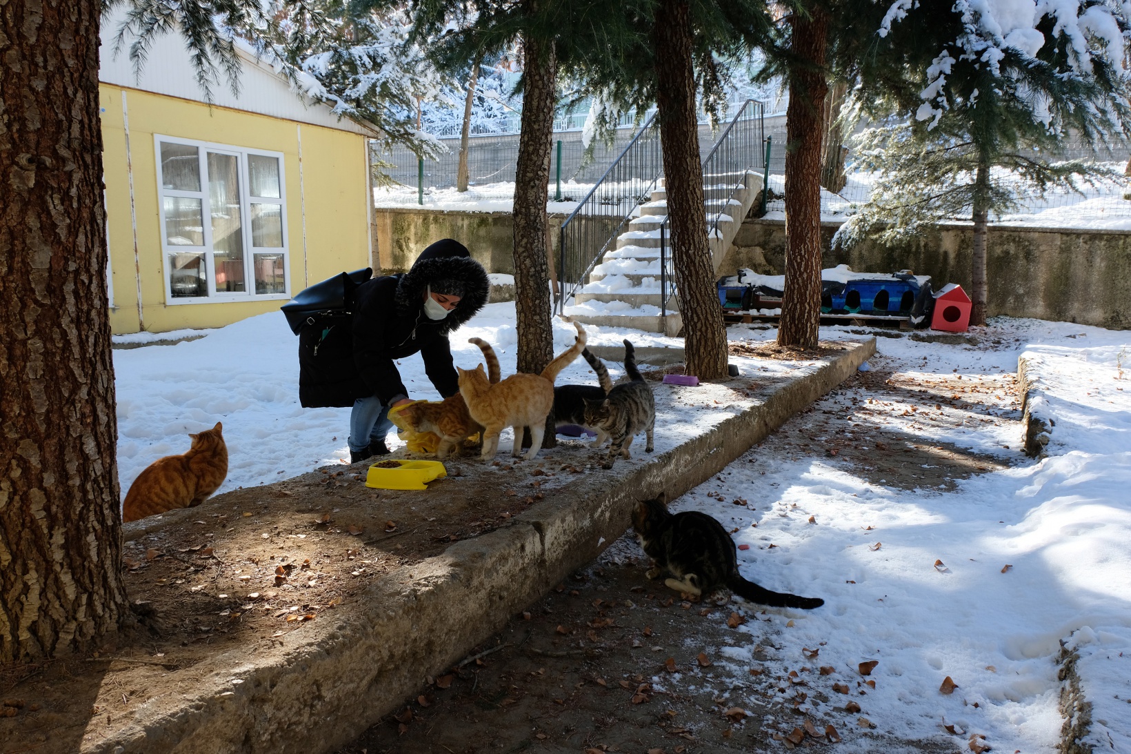 Hayvansever psikolog örnek oluyor 13
