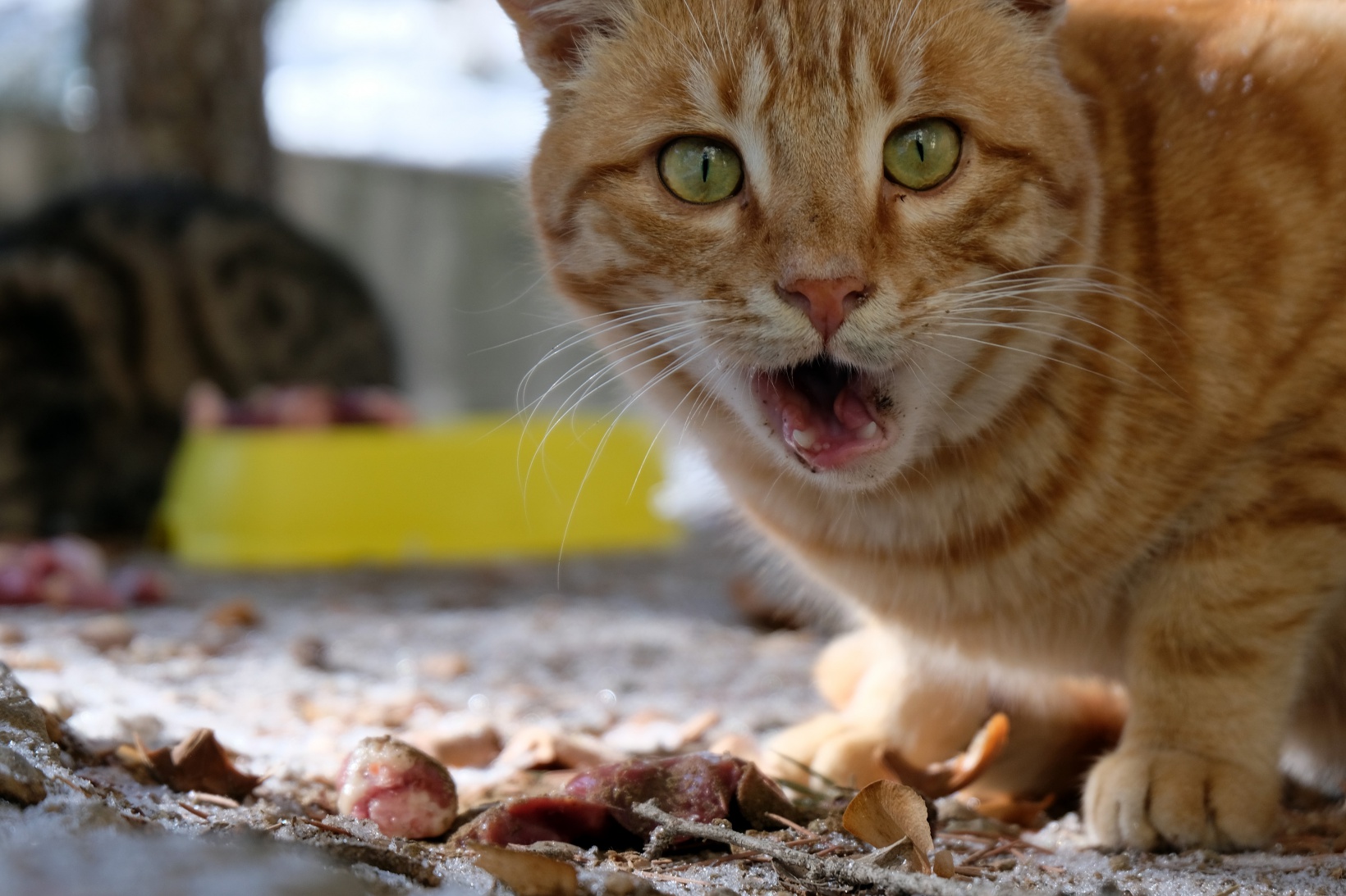 Hayvansever psikolog örnek oluyor 6