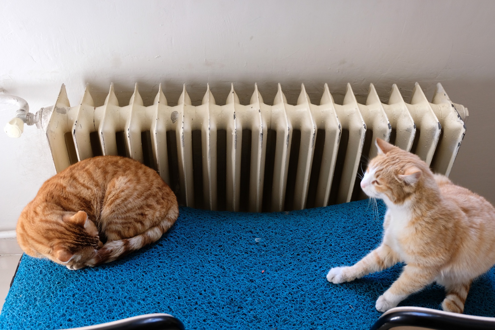 Hayvansever psikolog örnek oluyor 11