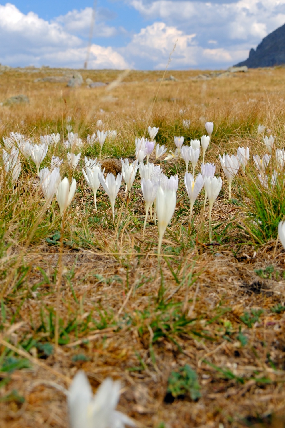Gümüşhane dağlarında kışın habercisi vargit çiçekleri açtı 1