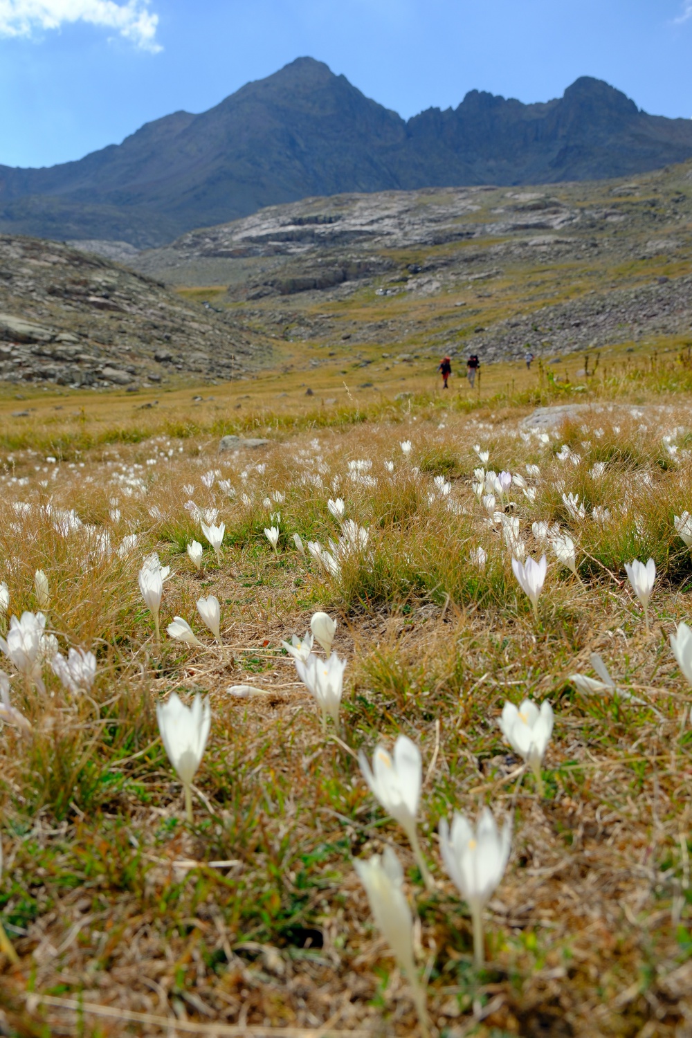 Gümüşhane dağlarında kışın habercisi vargit çiçekleri açtı 3