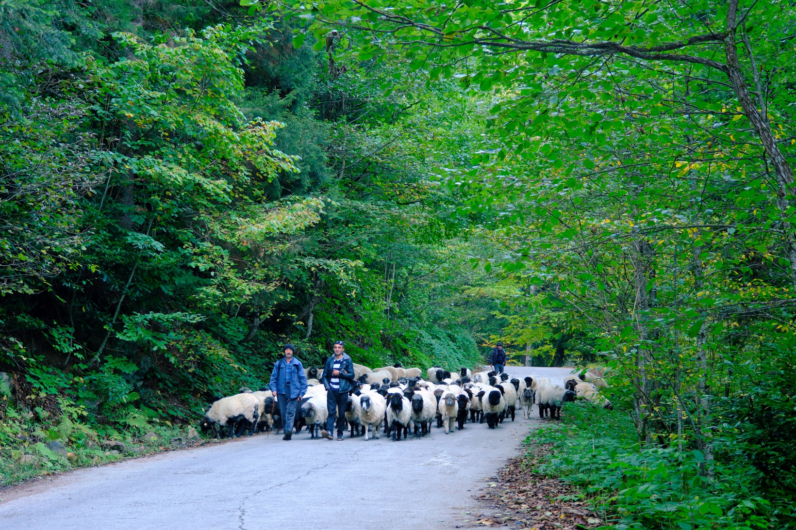 Gümüşhane'nin yüksek yaylalarından sürü göçleri devam ediyor 2