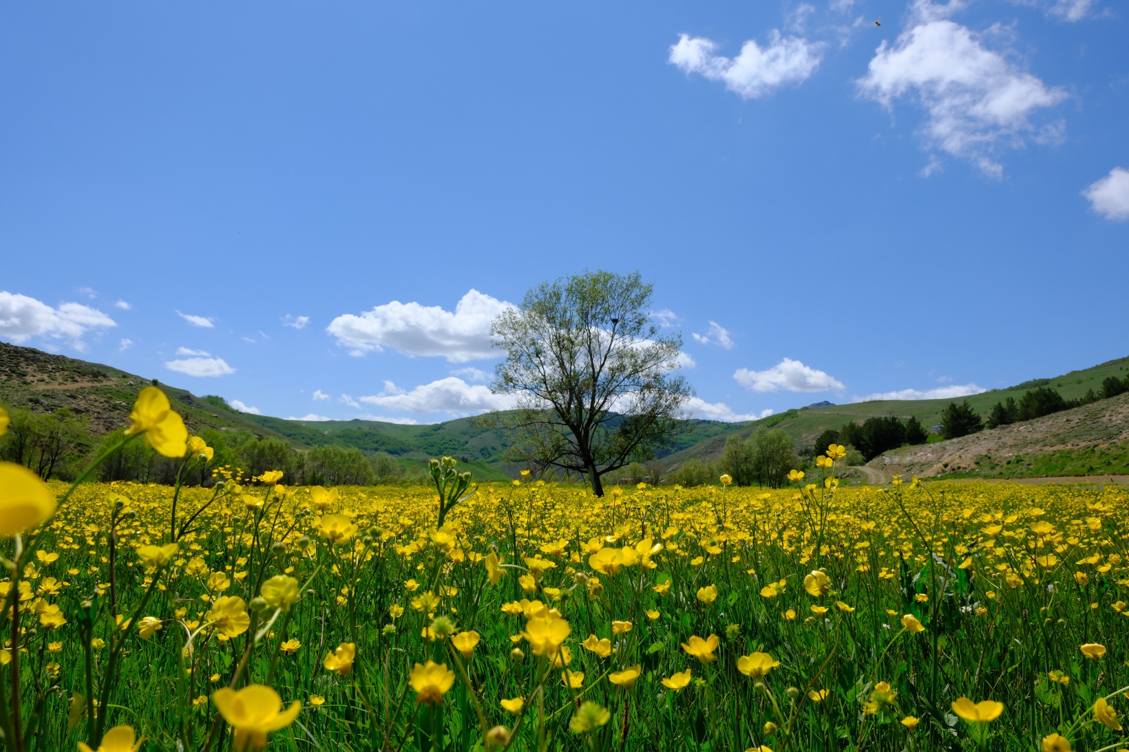 Sarıçiçek Köyü'nde 20 günlük doğa şöleni başladı 4