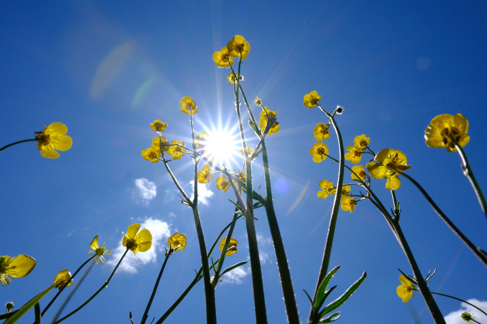 Sarıçiçek Köyü'nde 20 günlük doğa şöleni başladı 1