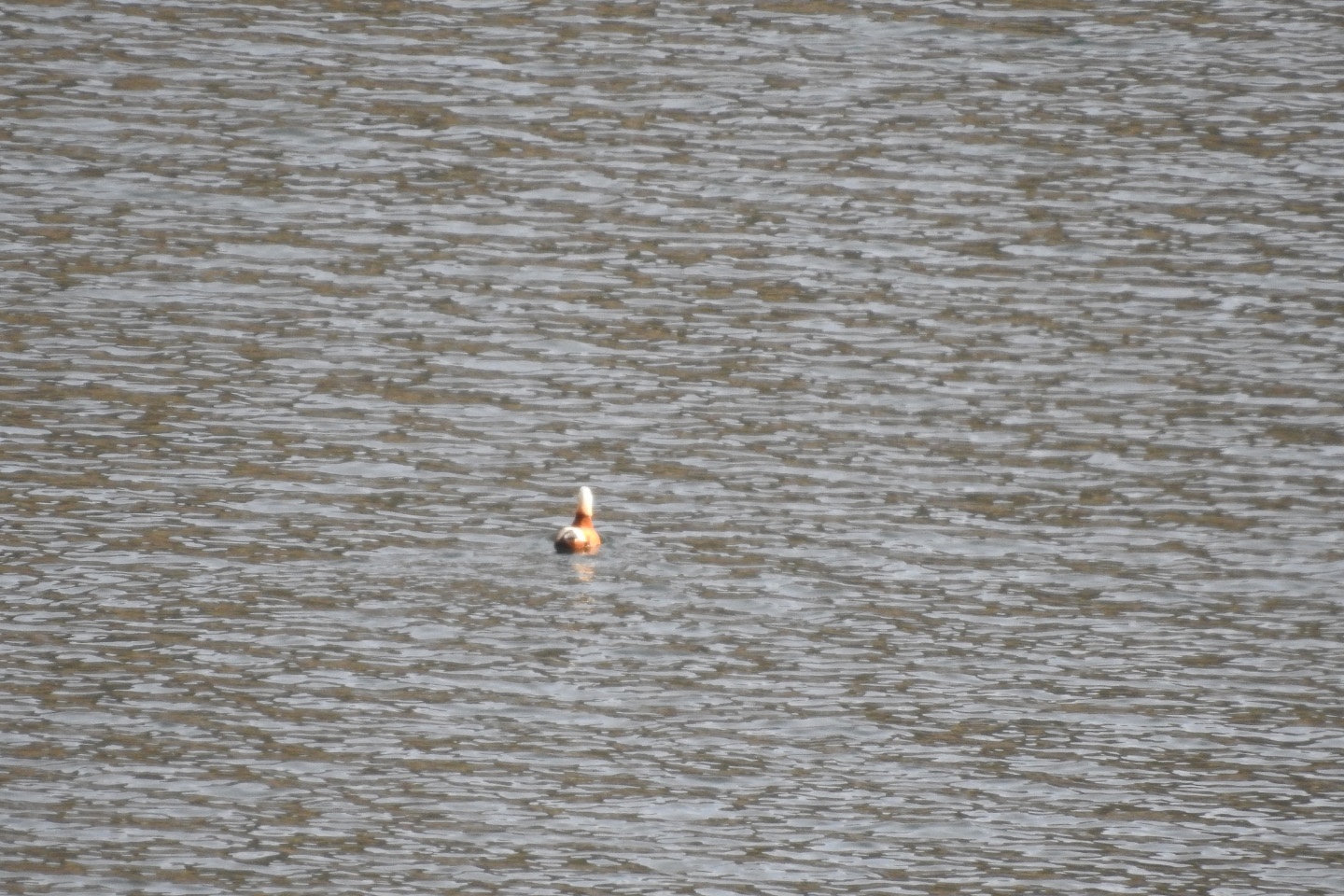 Bahçecik Barajı göçmen kuşların mekanı oldu 1