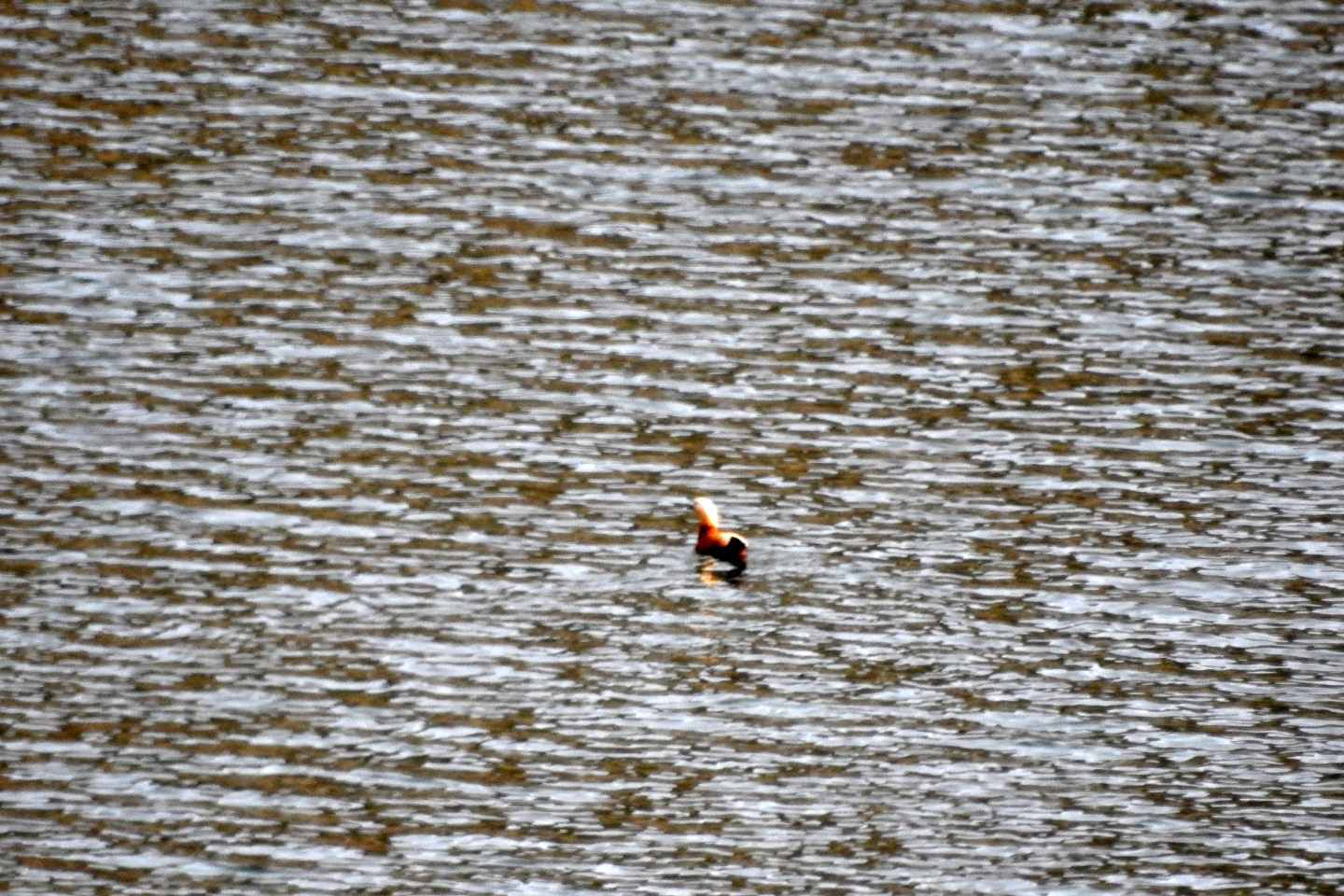 Bahçecik Barajı göçmen kuşların mekanı oldu 5