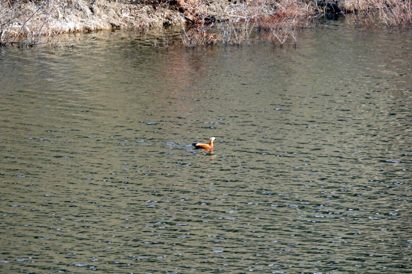 Bahçecik Barajı göçmen kuşların mekanı oldu 6