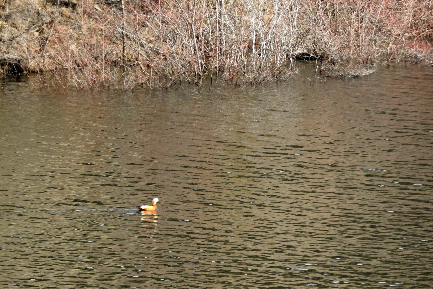 Bahçecik Barajı göçmen kuşların mekanı oldu 4