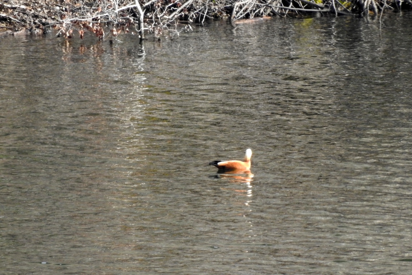 Bahçecik Barajı göçmen kuşların mekanı oldu 2