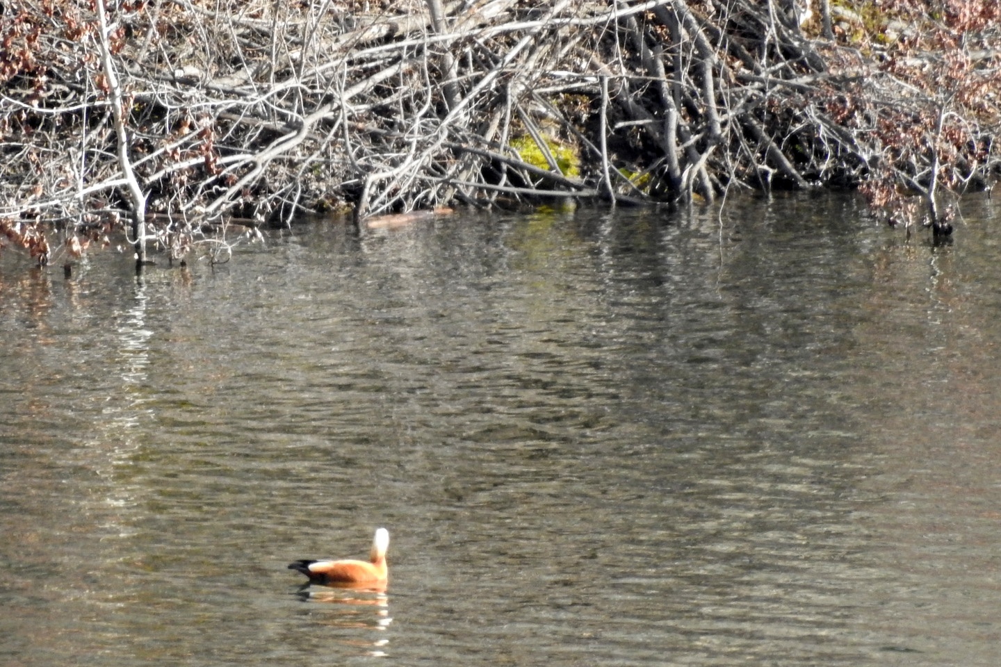 Bahçecik Barajı göçmen kuşların mekanı oldu 3