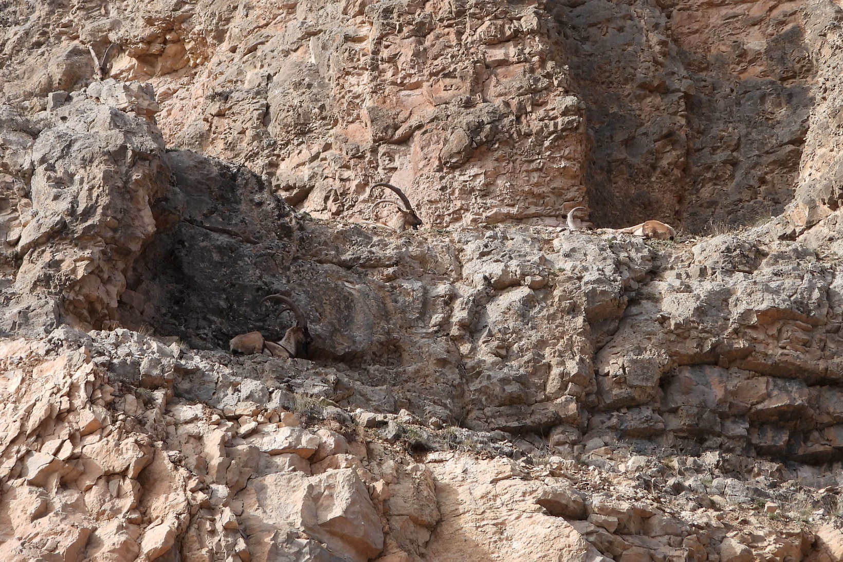 Kayaların usta tırmanıcısı yaban keçileri 3