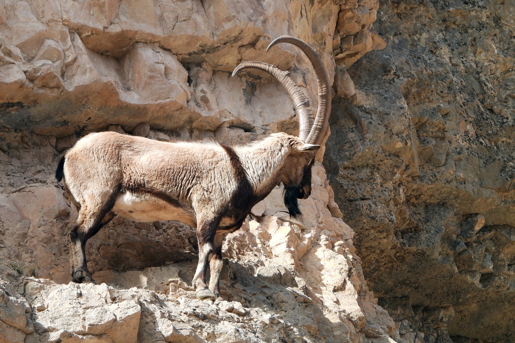 Kayaların usta tırmanıcısı yaban keçileri 5