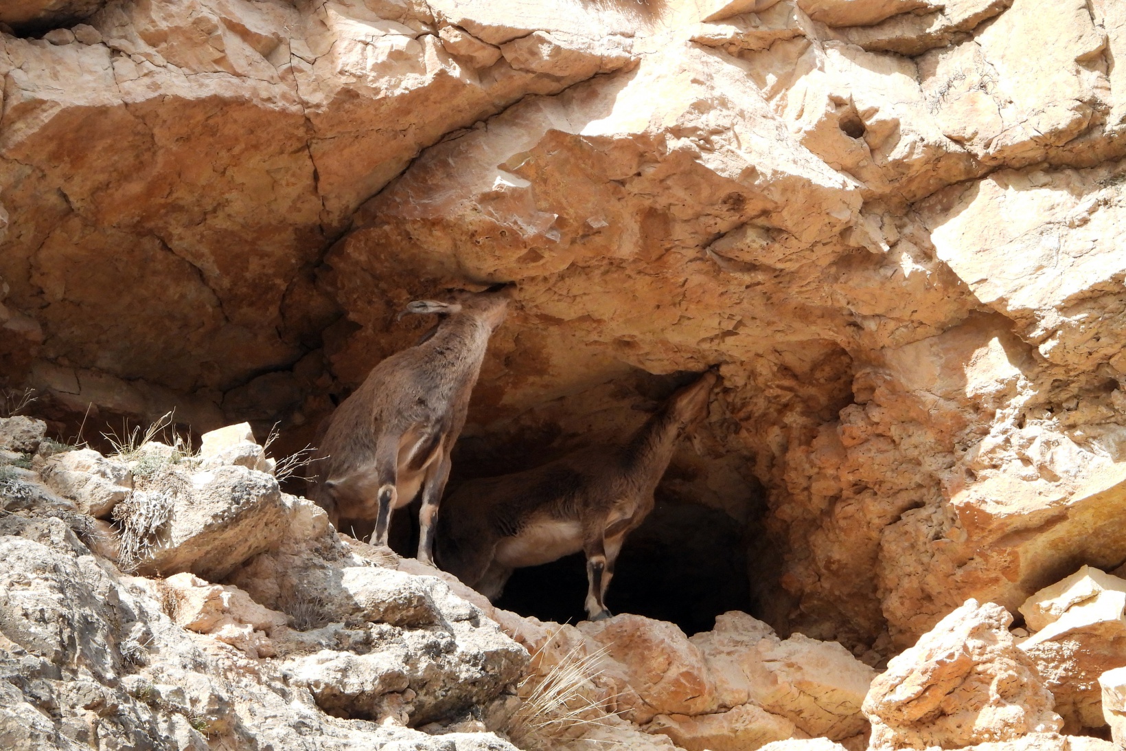 Kayaların usta tırmanıcısı yaban keçileri 2