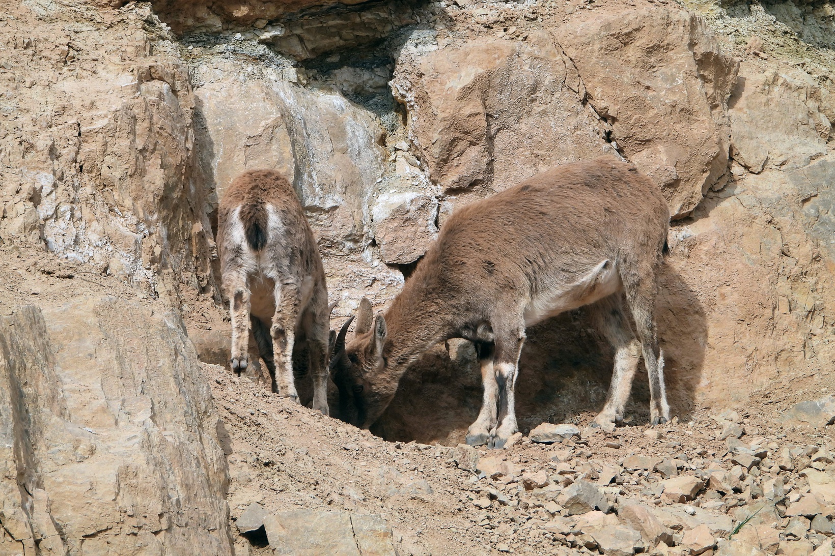 Kayaların usta tırmanıcısı yaban keçileri 6