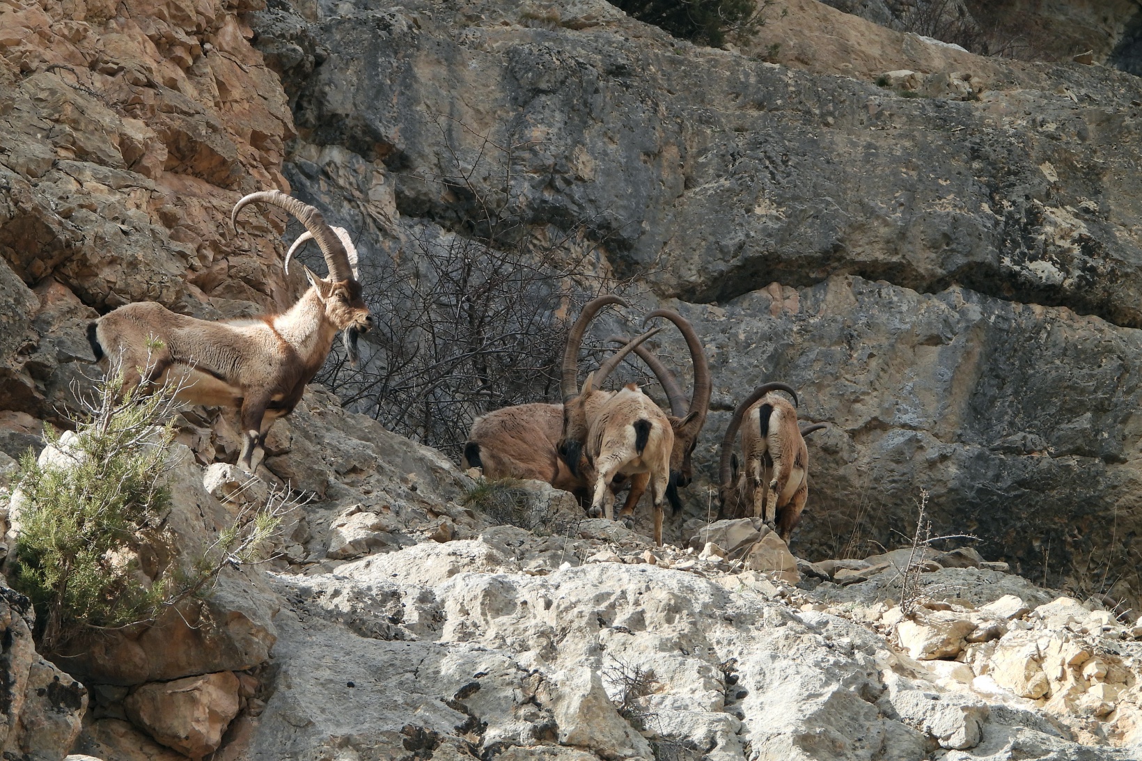 Kayaların usta tırmanıcısı yaban keçileri 4