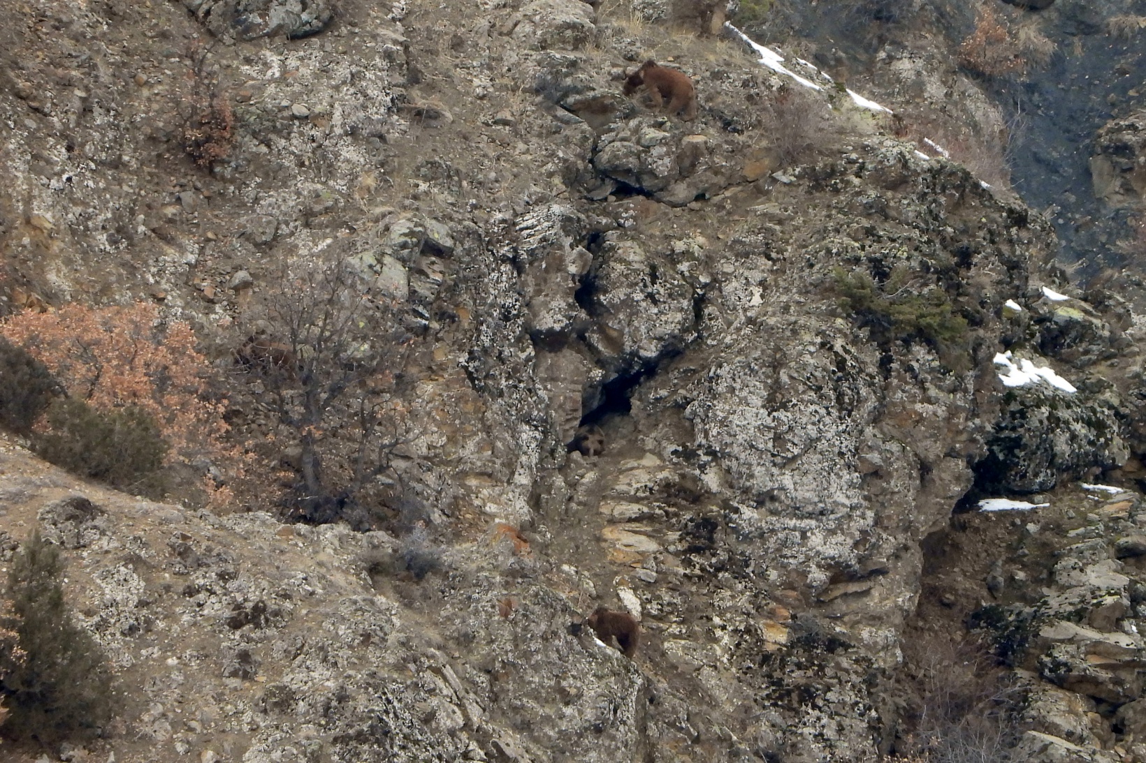 Gümüşhane’de ayılar kış uykusundan böyle uyandı 4