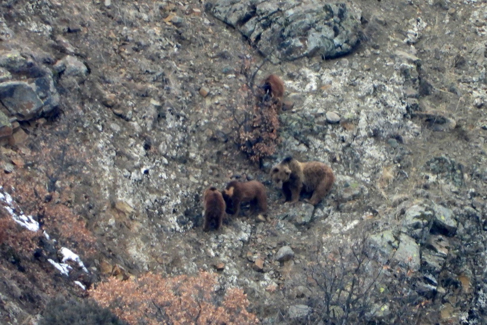 Gümüşhane’de ayılar kış uykusundan böyle uyandı 2