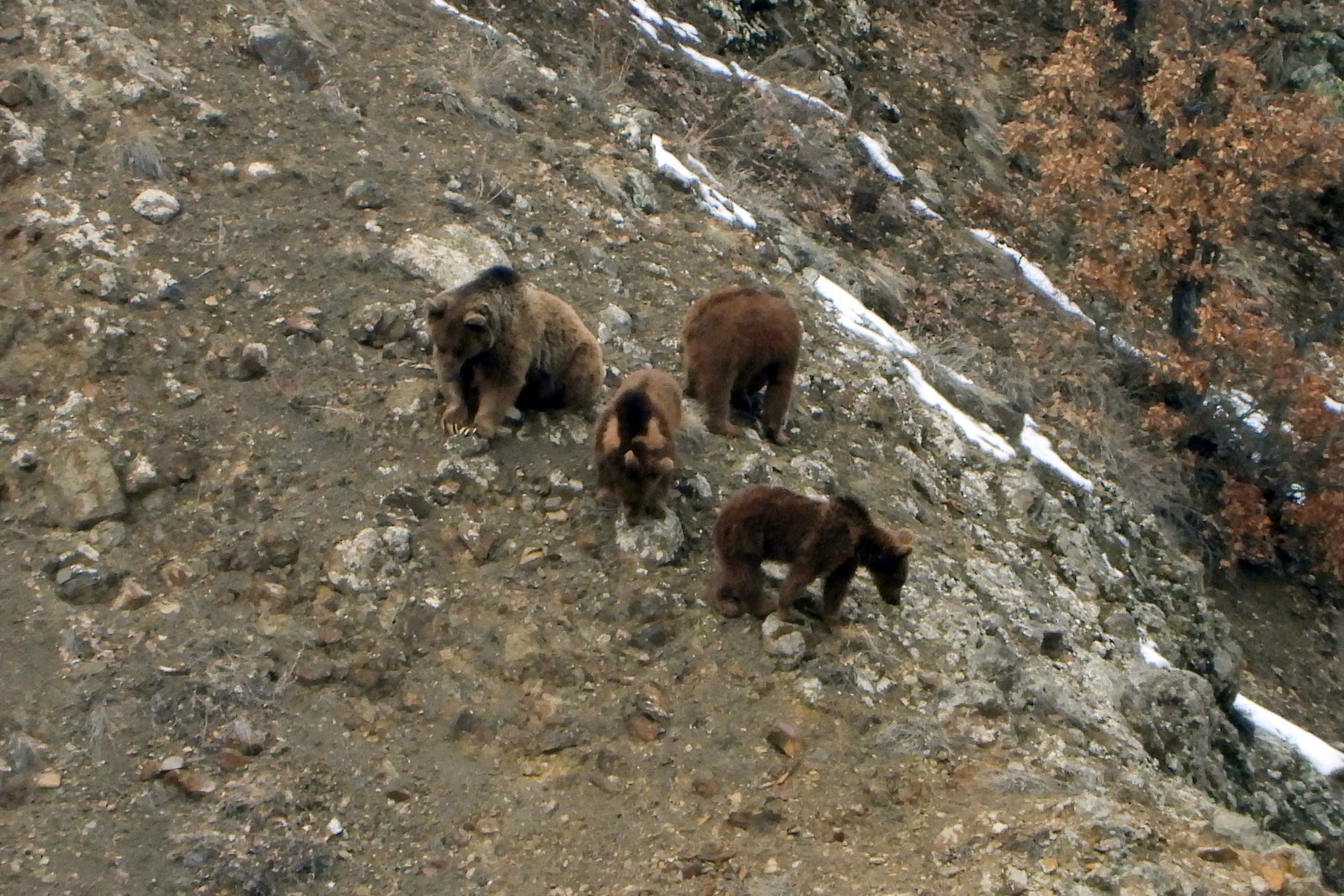 Gümüşhane’de ayılar kış uykusundan böyle uyandı 3