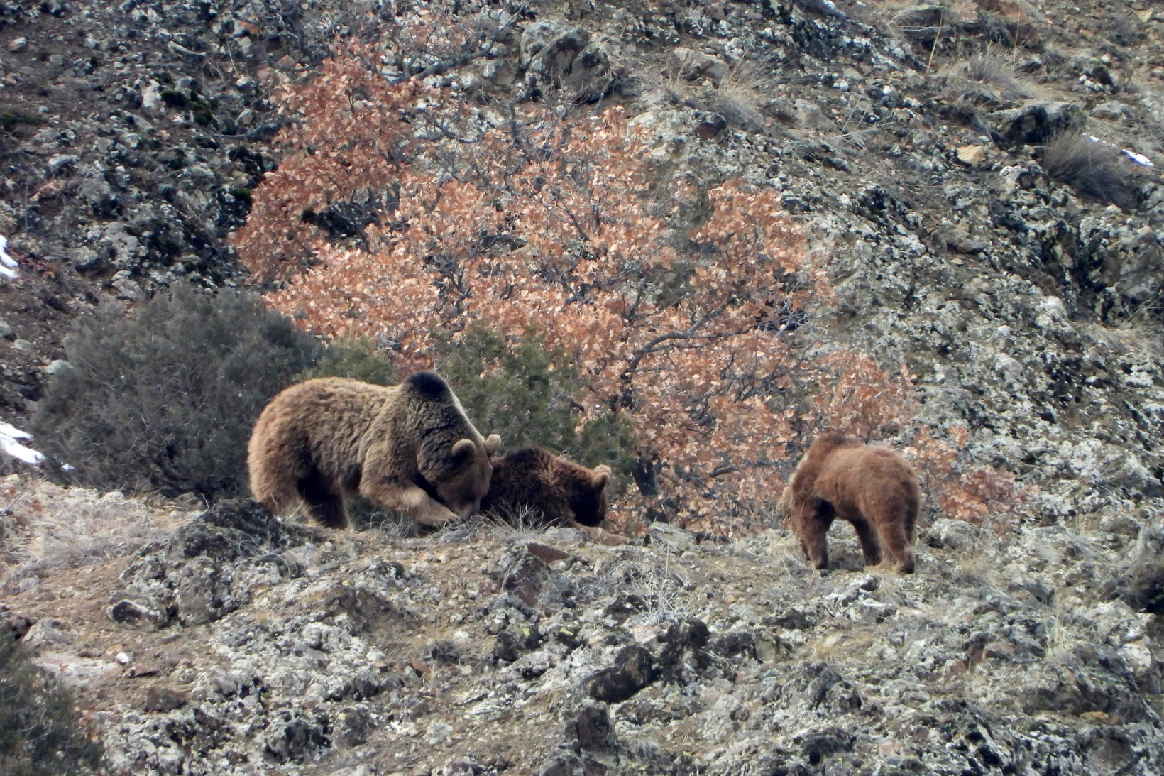 Gümüşhane’de ayılar kış uykusundan böyle uyandı 6