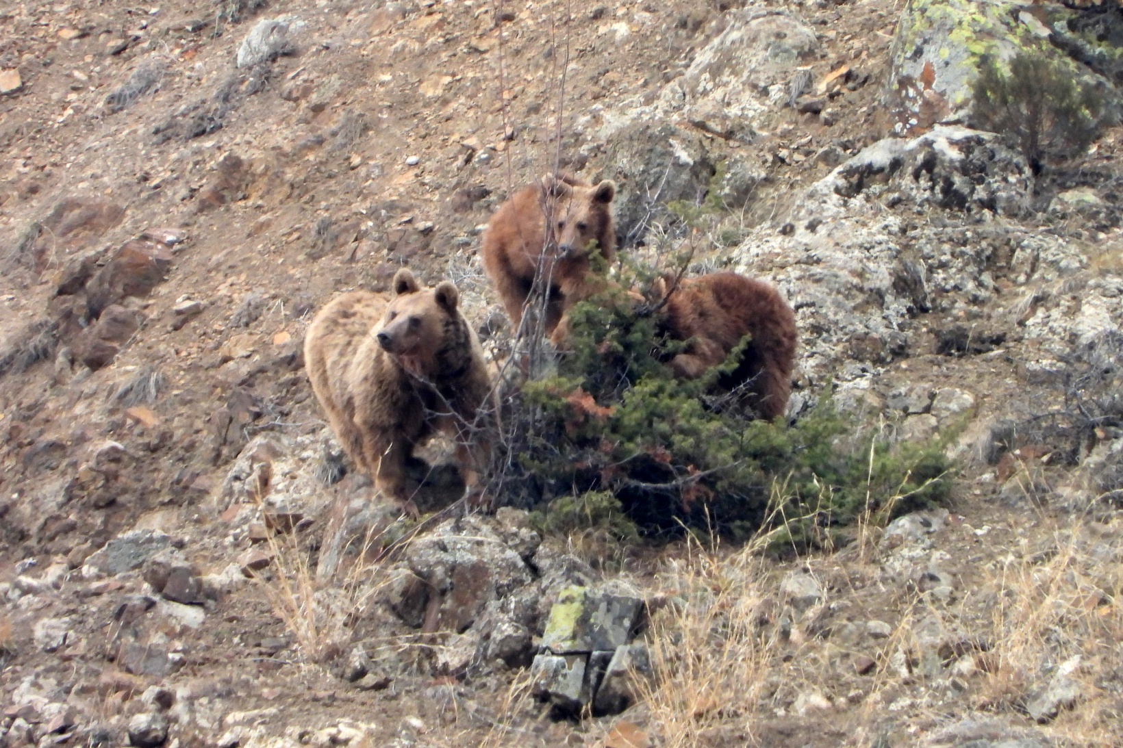 Gümüşhane’de ayılar kış uykusundan böyle uyandı 5