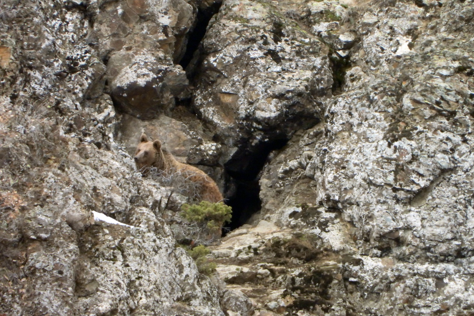Gümüşhane’de ayılar kış uykusundan böyle uyandı 7
