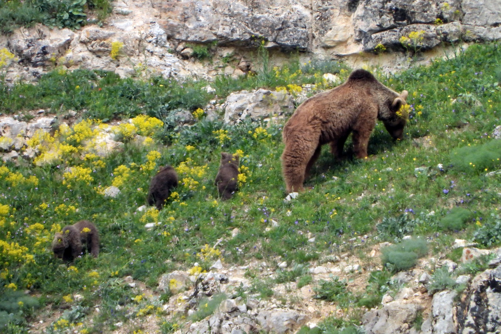 Gümüşhane’de köye inen ve birbiriyle oynayan yavru ayılar kameralarda 4