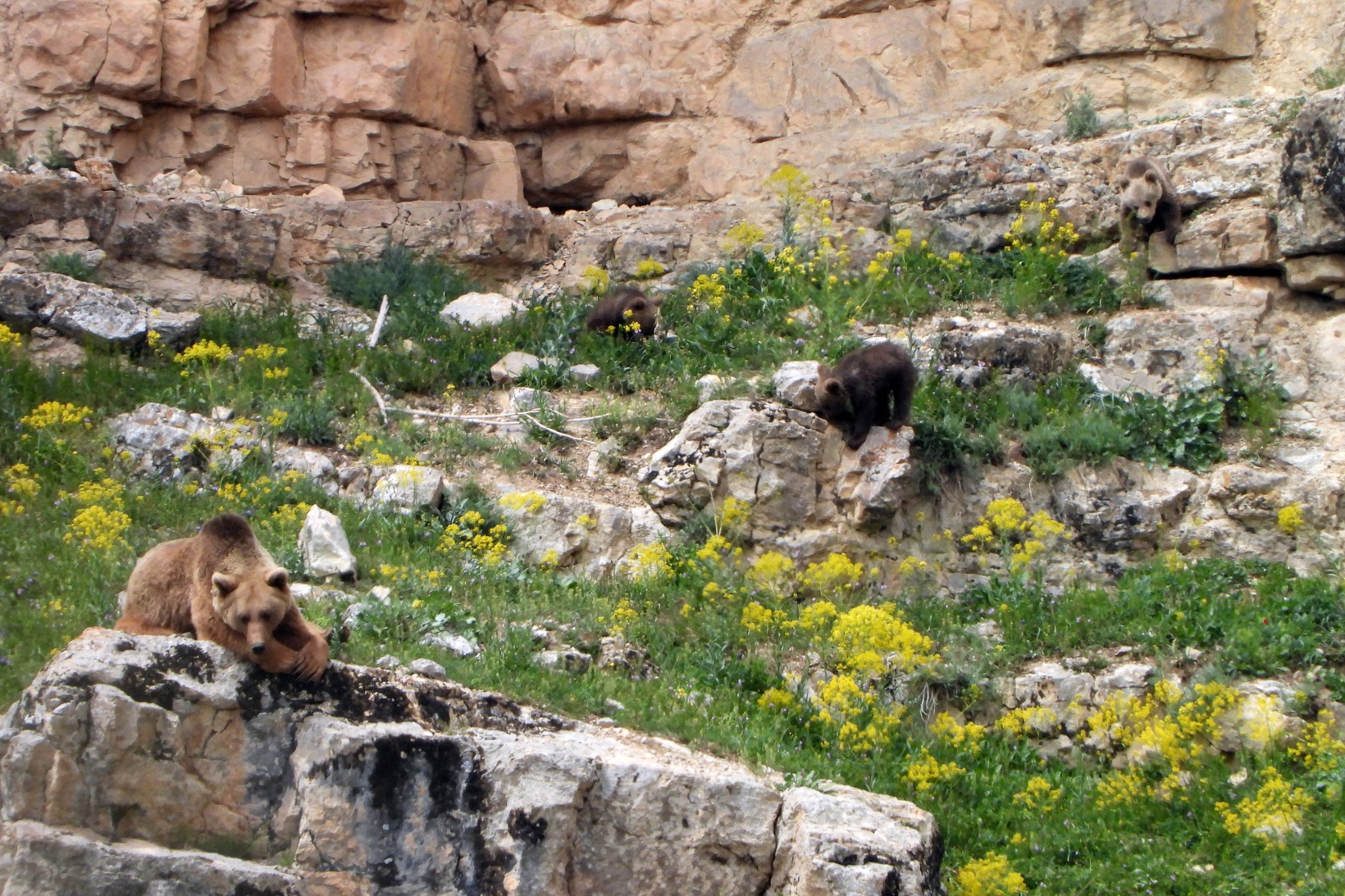 Gümüşhane’de köye inen ve birbiriyle oynayan yavru ayılar kameralarda 7