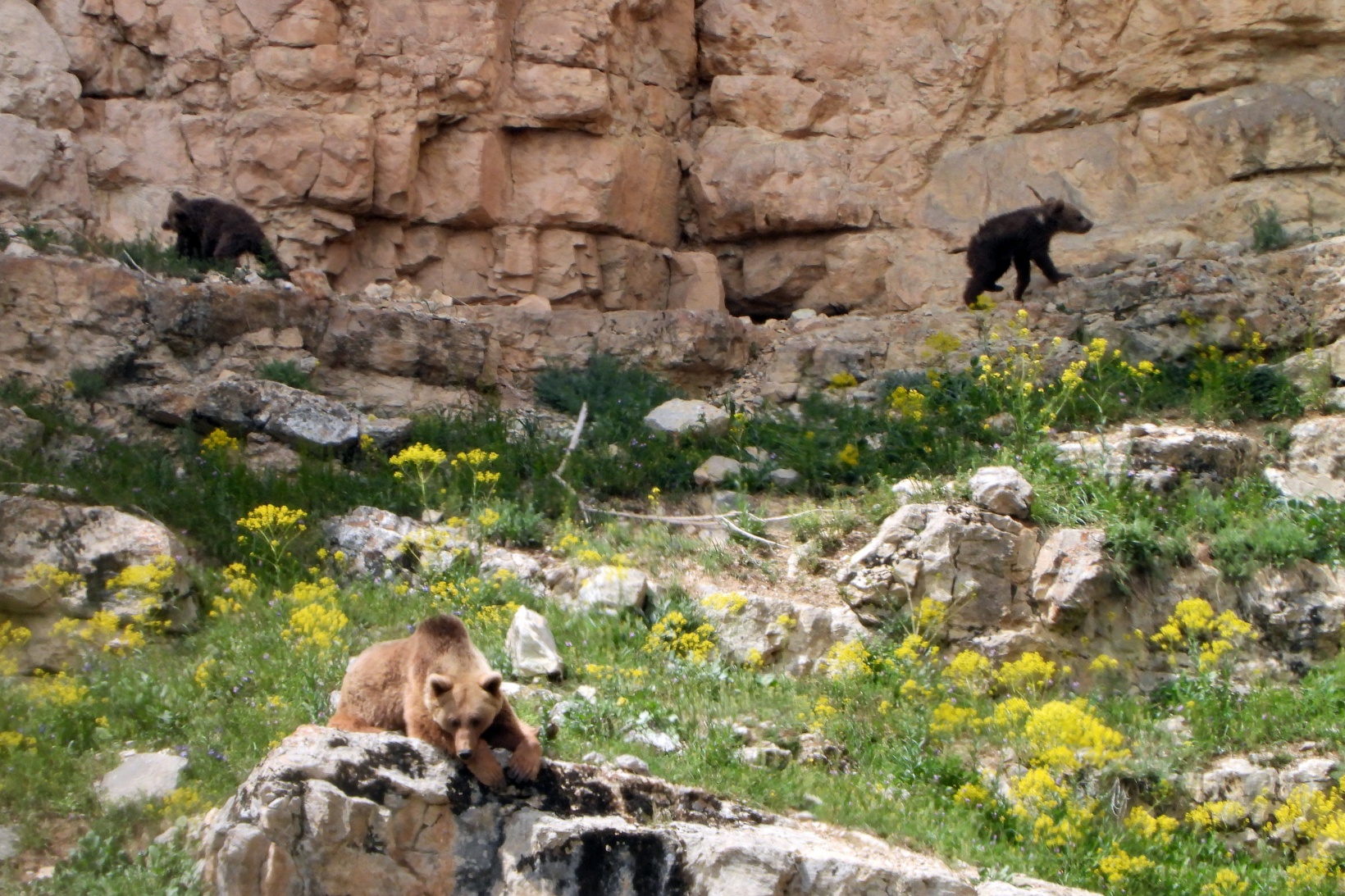 Gümüşhane’de köye inen ve birbiriyle oynayan yavru ayılar kameralarda 5