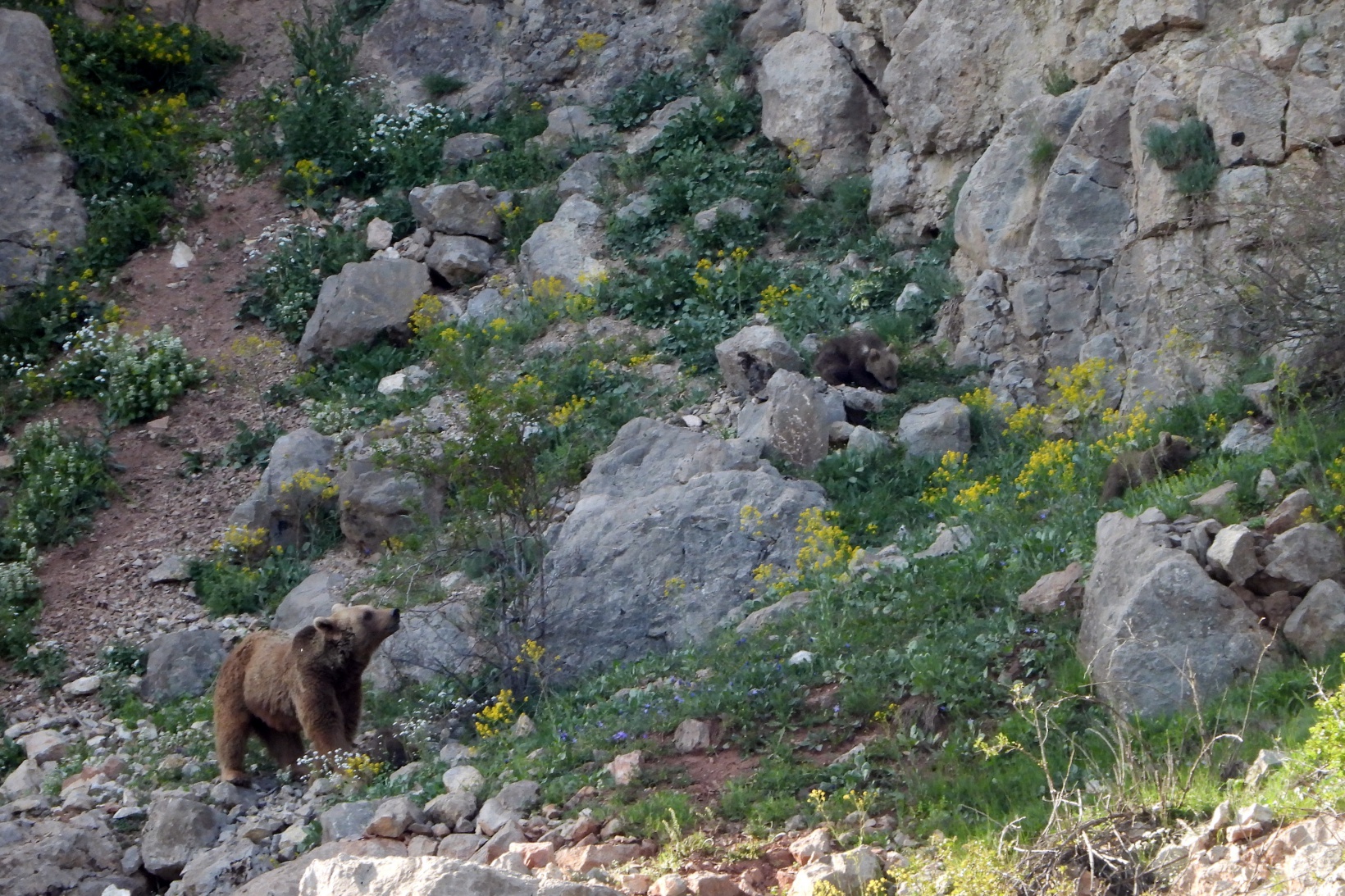 Gümüşhane’de köye inen ve birbiriyle oynayan yavru ayılar kameralarda 6