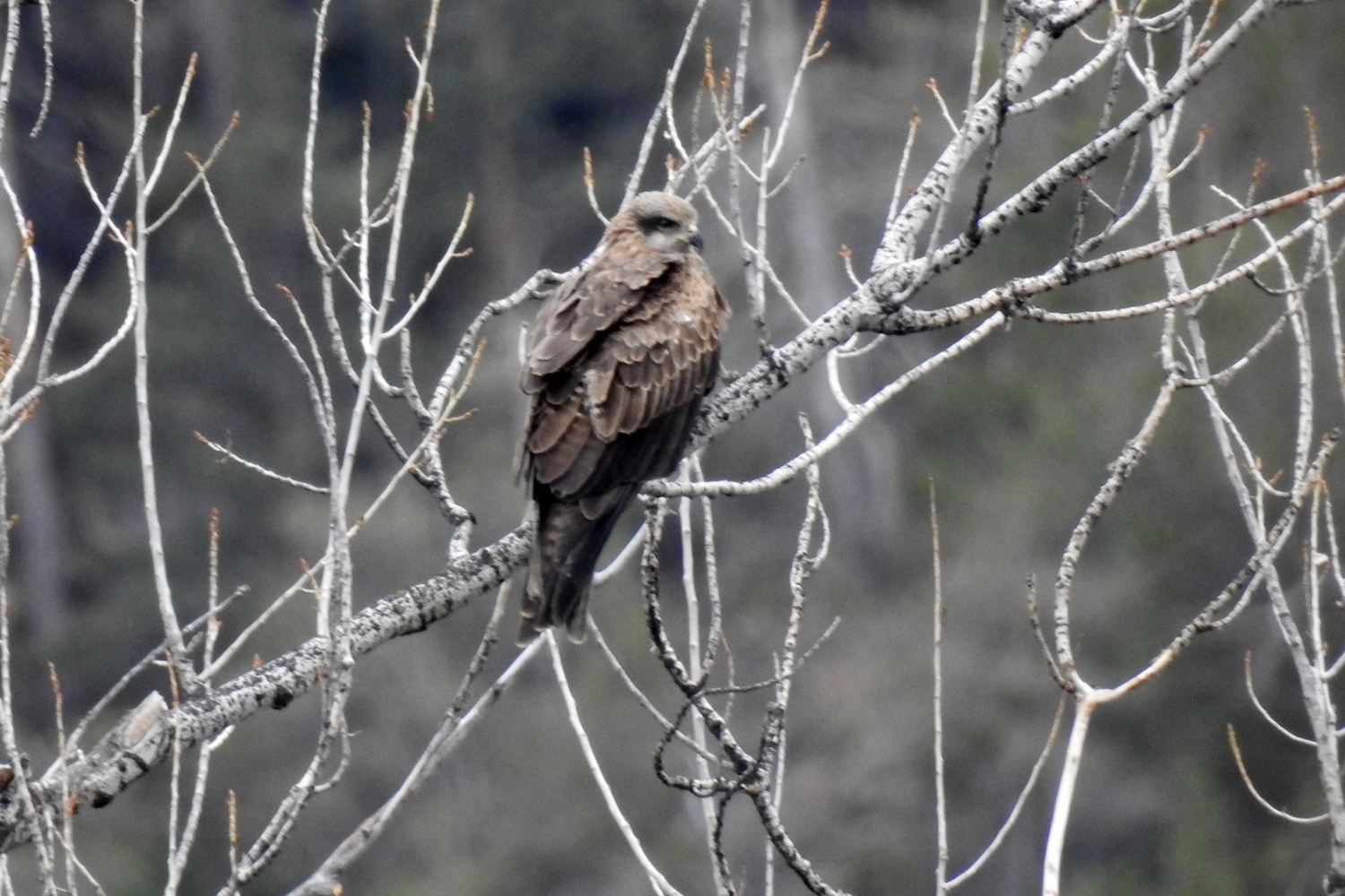 Gökyüzünü sardılar, Gümüşhane’de ilk kez görüntülendiler 4