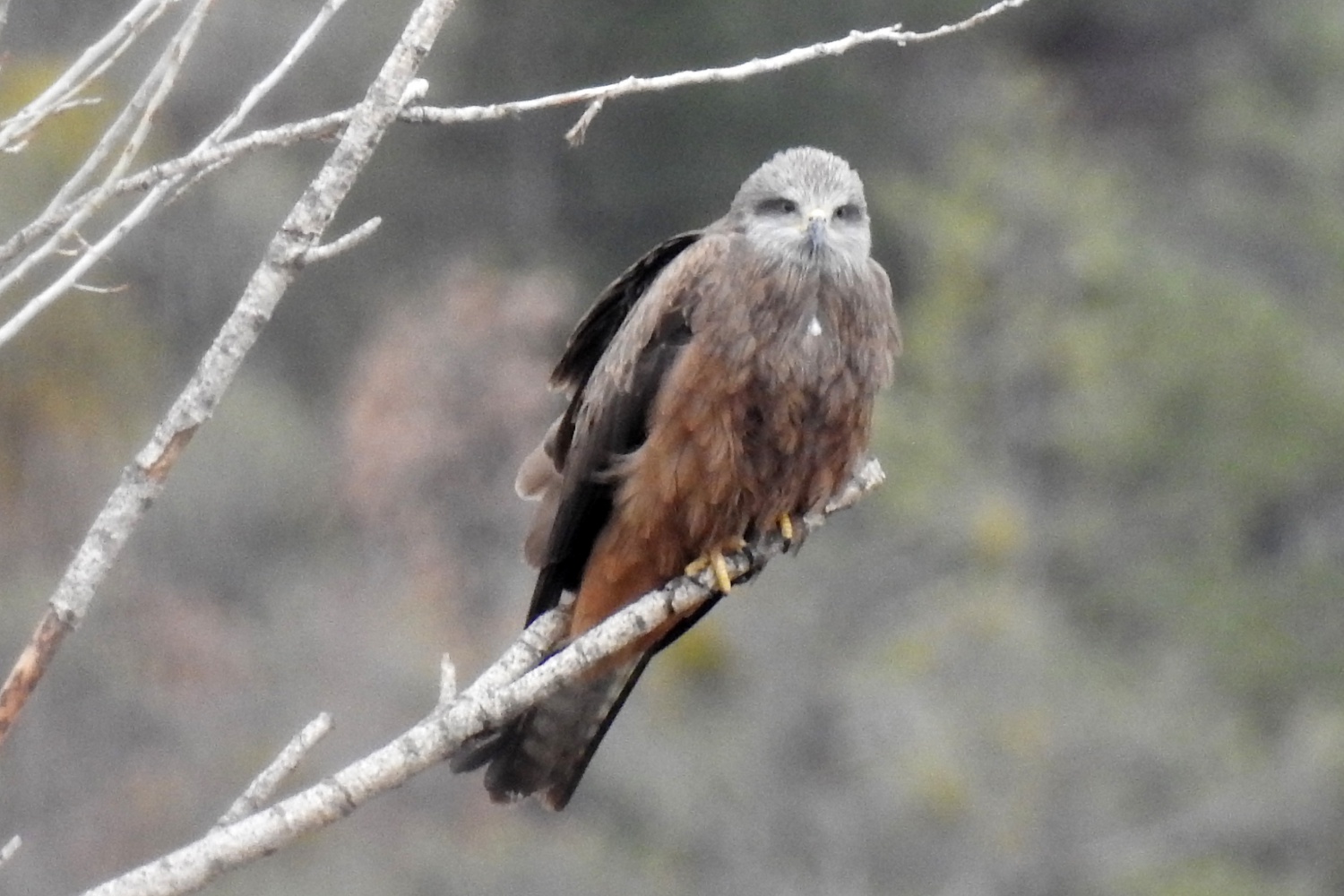 Gökyüzünü sardılar, Gümüşhane’de ilk kez görüntülendiler 1