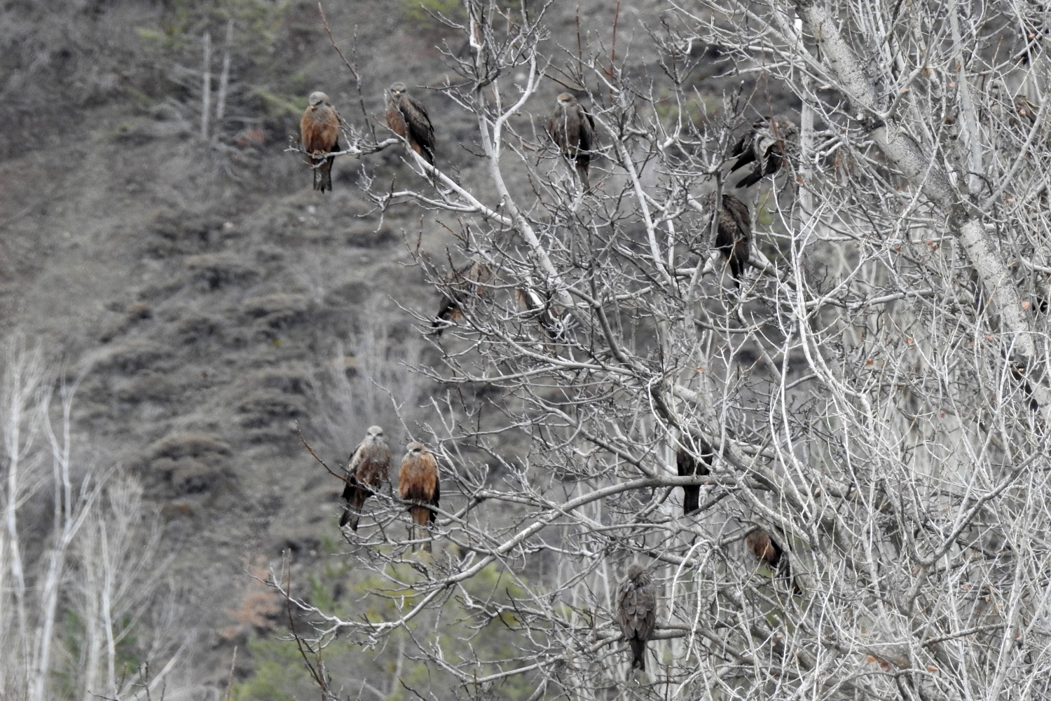 Gökyüzünü sardılar, Gümüşhane’de ilk kez görüntülendiler 6