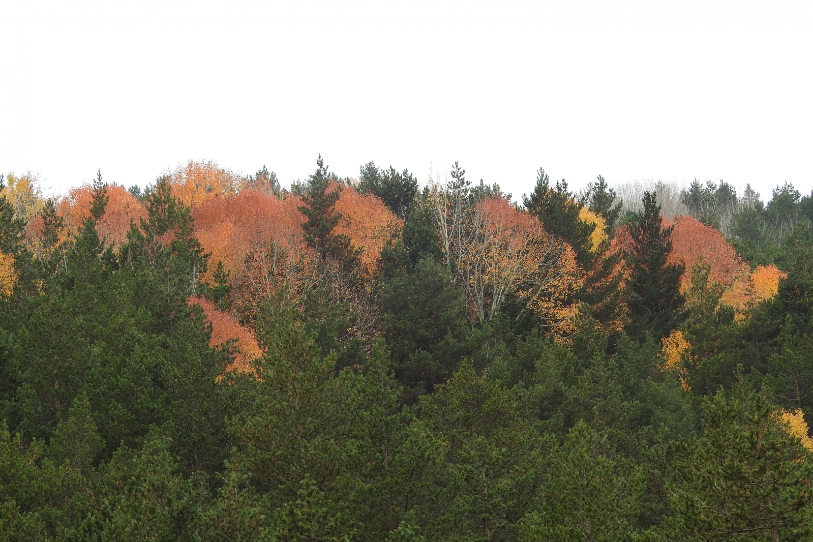 Gümüşhaneli dağcılar sonbaharın tadını çıkarmaya devam ediyor 10
