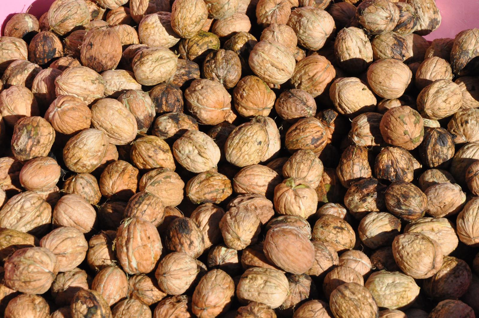 Gümüşhane’de ceviz üretimi yüzde 25 arttı 5