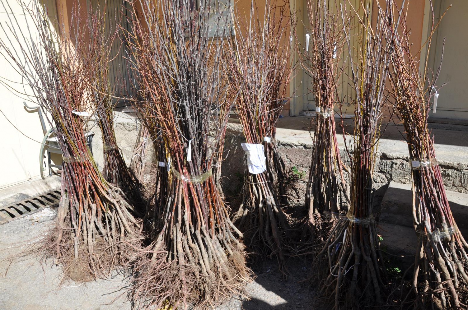 Gümüşhane’de çiftçilere meyve fidanı dağıtımı yapıldı 6