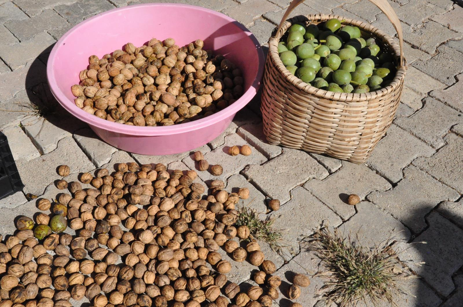 Gümüşhane’de ceviz üretimi yüzde 25 arttı 4