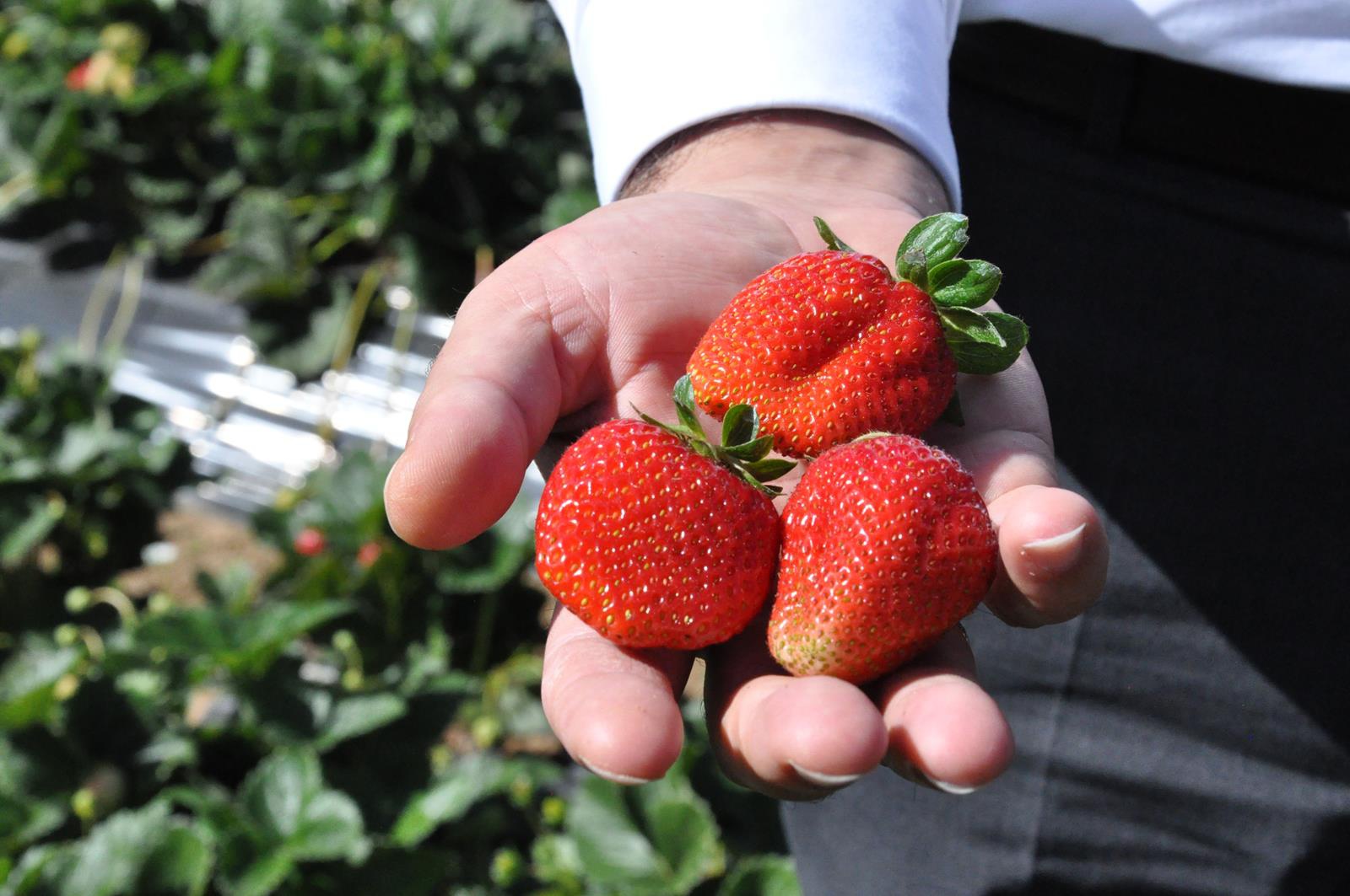 Gümüşhaneli üretici Çilek’ten 3 milyon lira kazandı 1