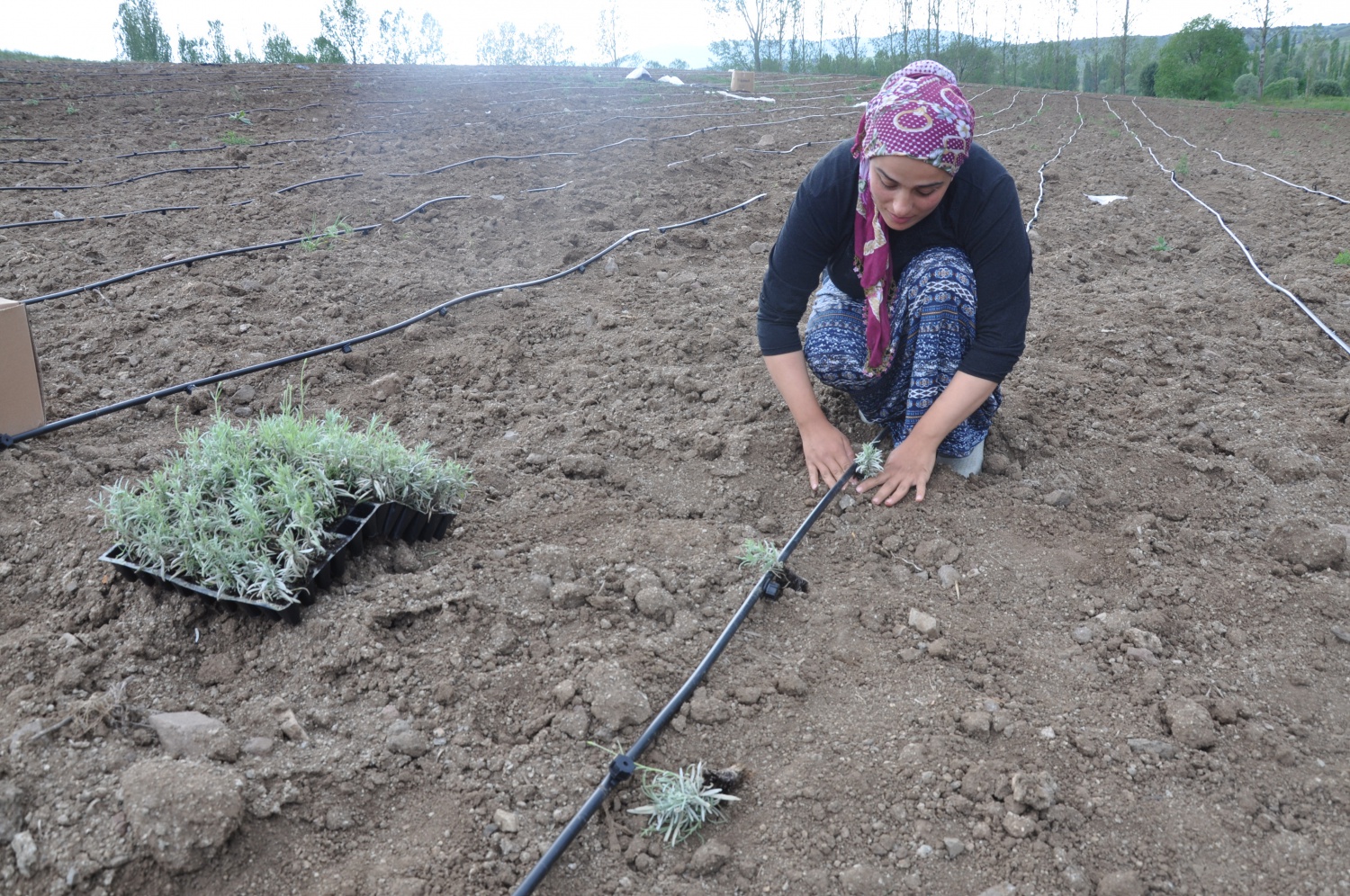 Gümüşhane’de Lavanta Projesi Hayata Geçirildi 6