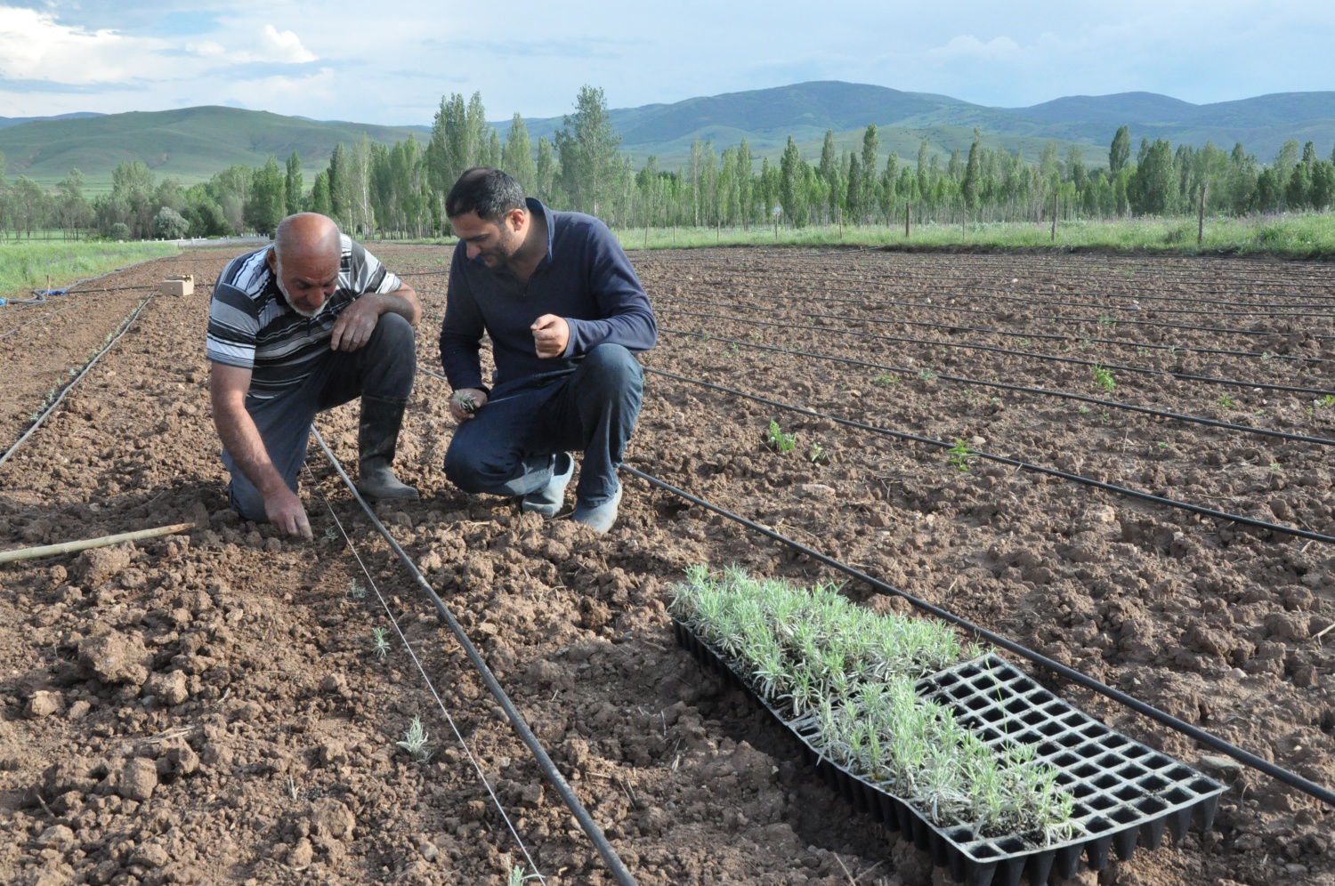 Gümüşhane’de Lavanta Projesi Hayata Geçirildi 11