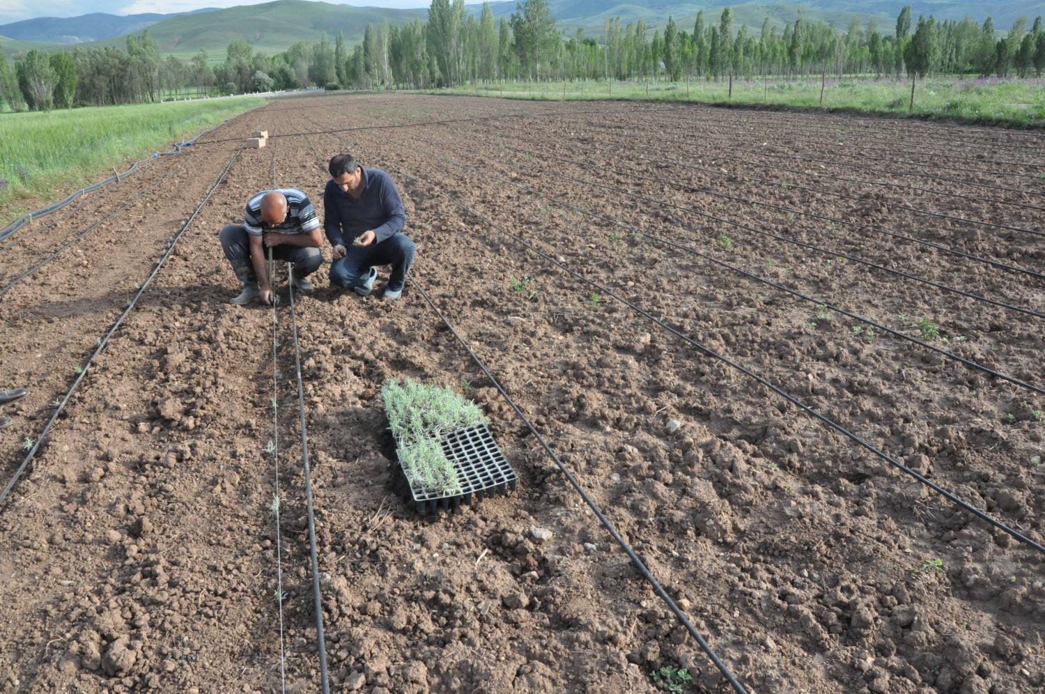 Gümüşhane’de Lavanta Projesi Hayata Geçirildi 7