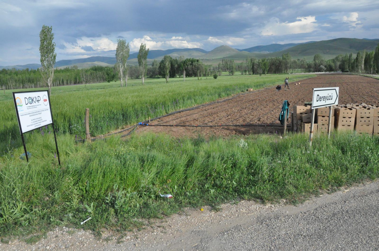 Gümüşhane’de Lavanta Projesi Hayata Geçirildi 3