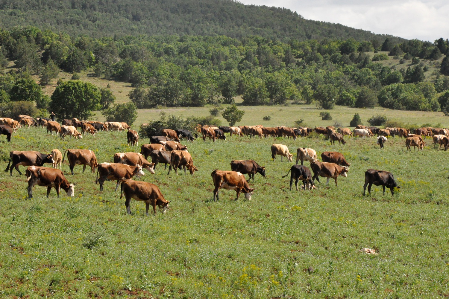 Gümüşhane’de büyükbaş hayvan sayısı son 20 yılın zirvesinde 4