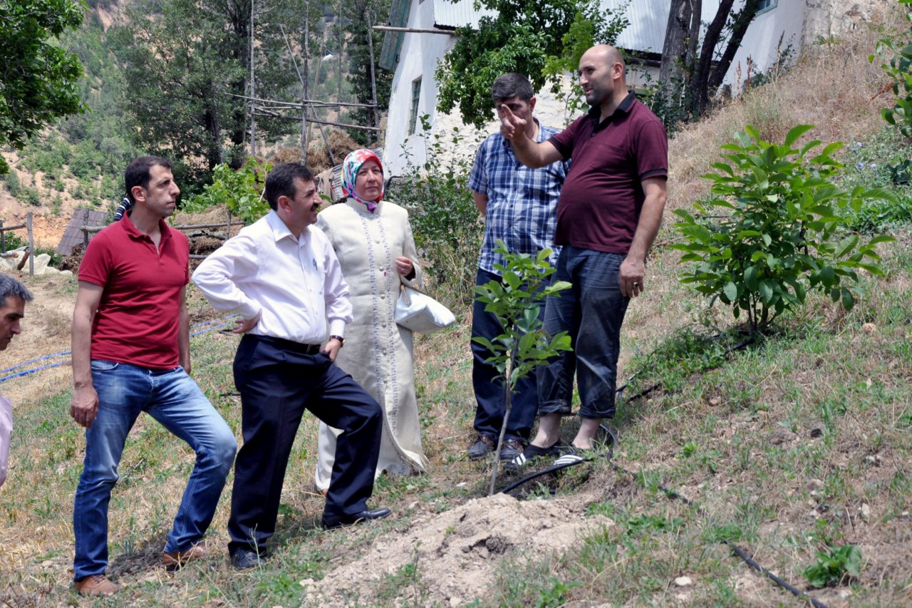 Gümüşhane’de ceviz fidanları toprakla buluştu 1